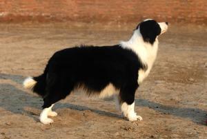 智商排名第一的狗狗、边境牧羊犬