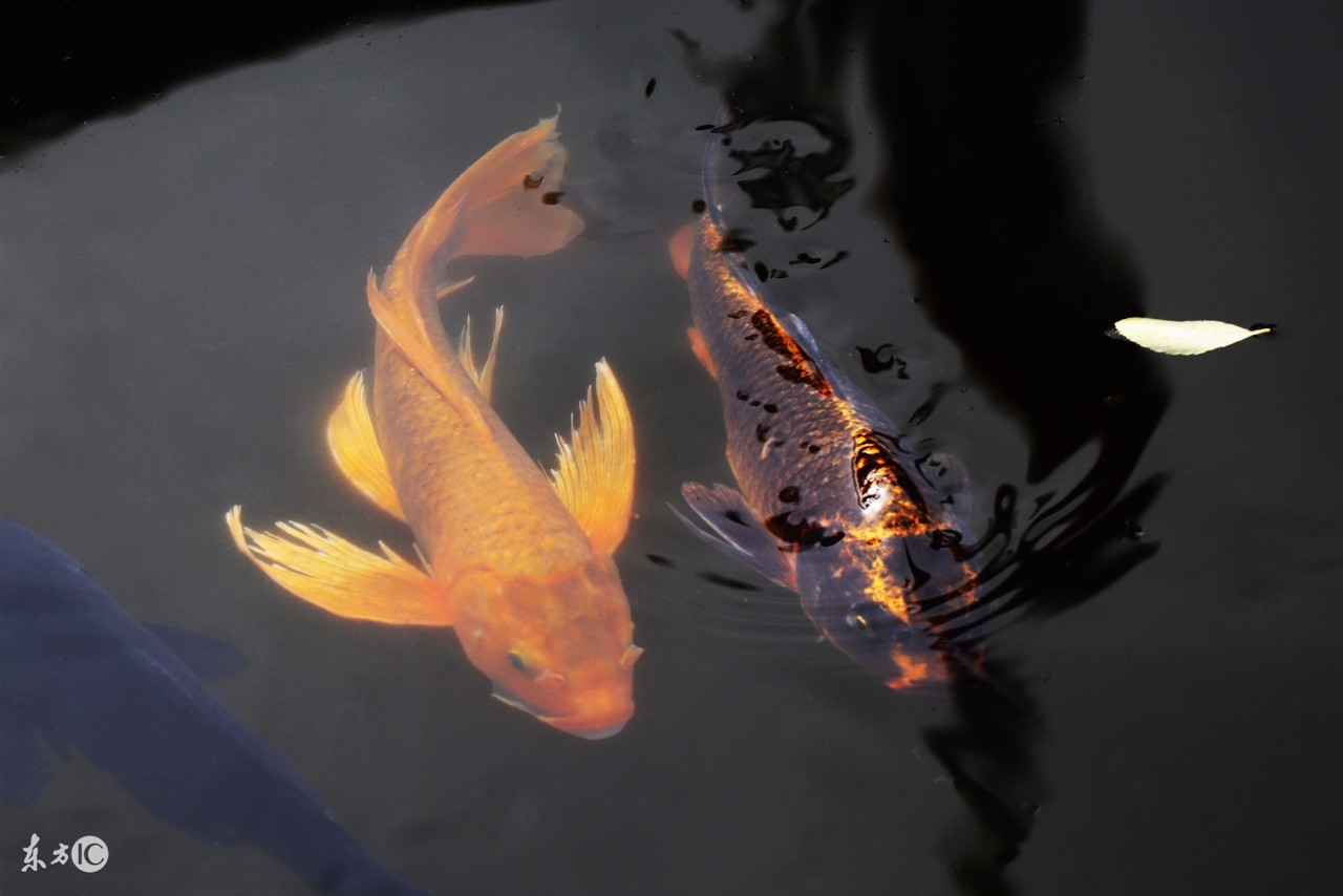 梦到财运方向,预示破财的梦有哪些