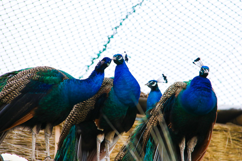 司徒小镇景区栖嬉园,山西司徒小镇栖嬉园