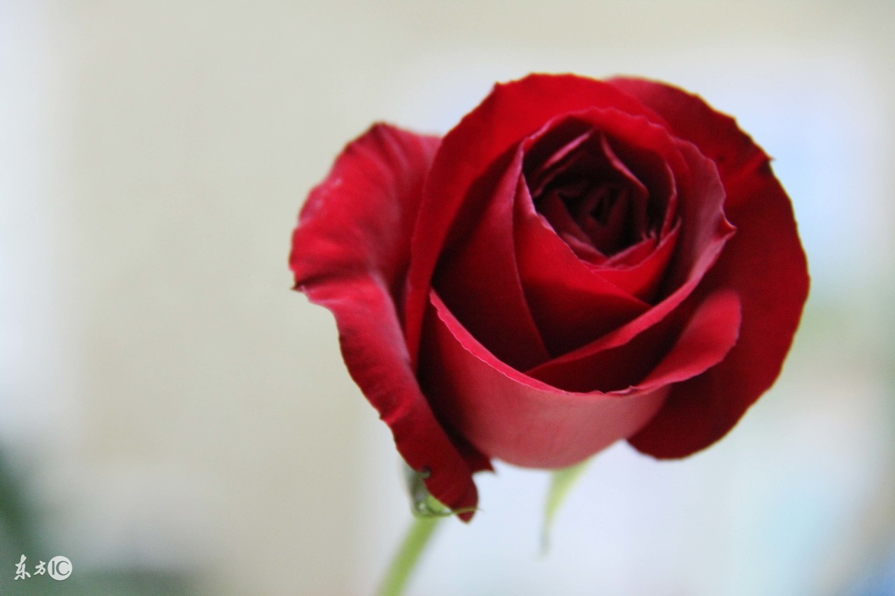 一言一语一心一意,一言一语一段情