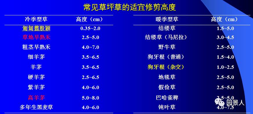 新铺的草坪怎么维护,草坪怎么维护保养