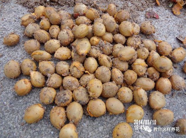 不用种子种的小盆栽简单教程,简单种子盆栽