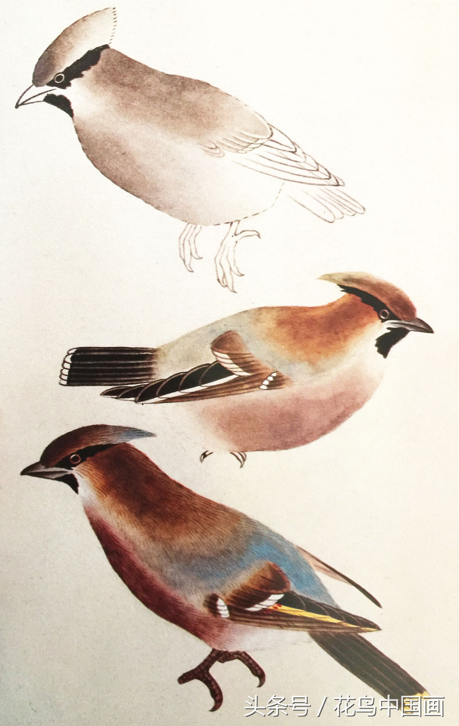 工笔国画白鸟的画法,写意花鸟羽毛技法