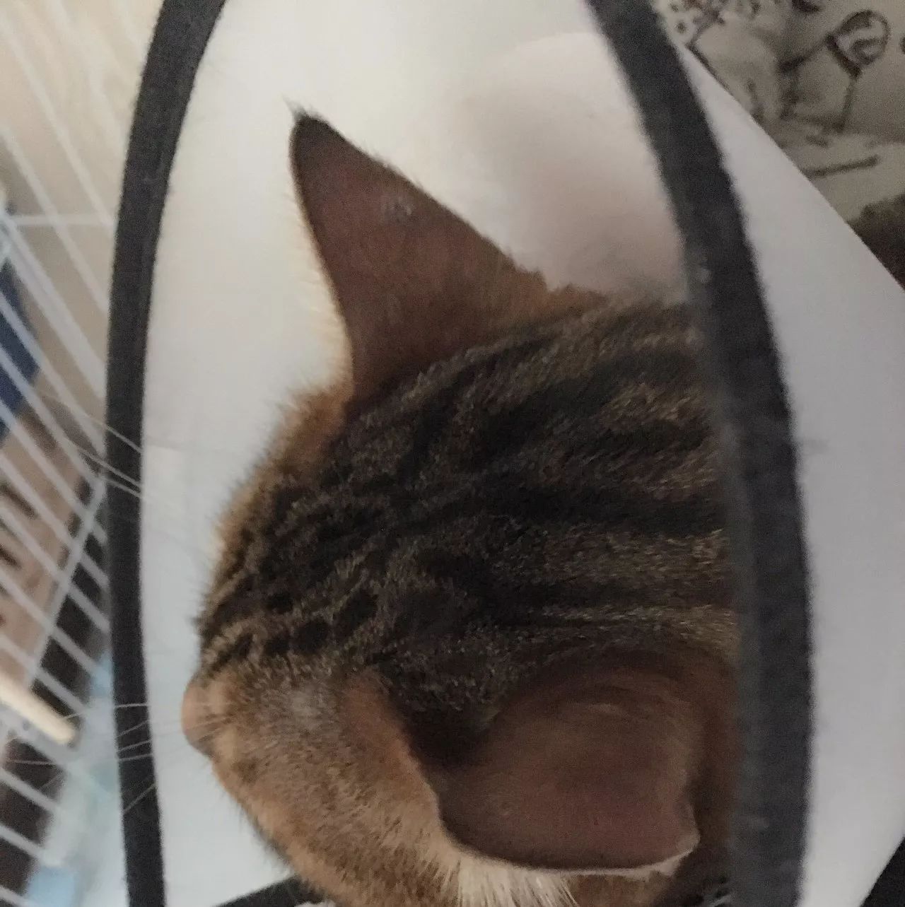 治疗猫癣过程注意什么,猫咪预防猫癣用什么药比较好