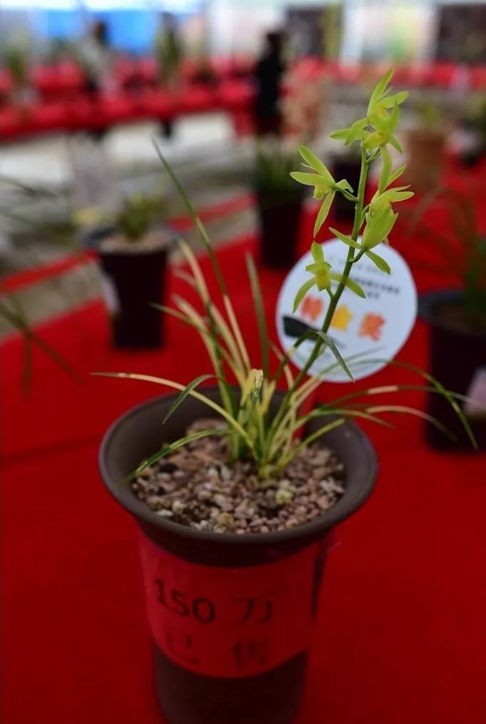 兰花最名贵的品种多少钱一株,最便宜的兰花多少钱一株啊