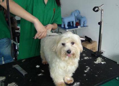 狗狗剪毛后要注意什么吗,狗狗剪毛要注意什么吗