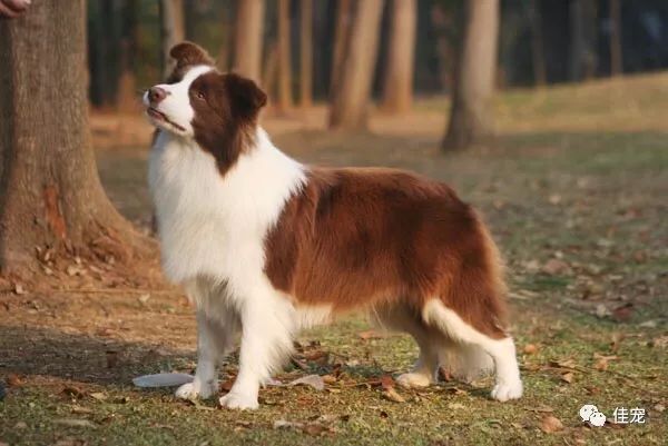 怎样挑选一只好的边牧犬,如何挑选边牧幼犬品相好