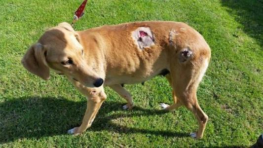 狗狗食道损伤多久能恢复,狗狗腰椎损伤多久能恢复