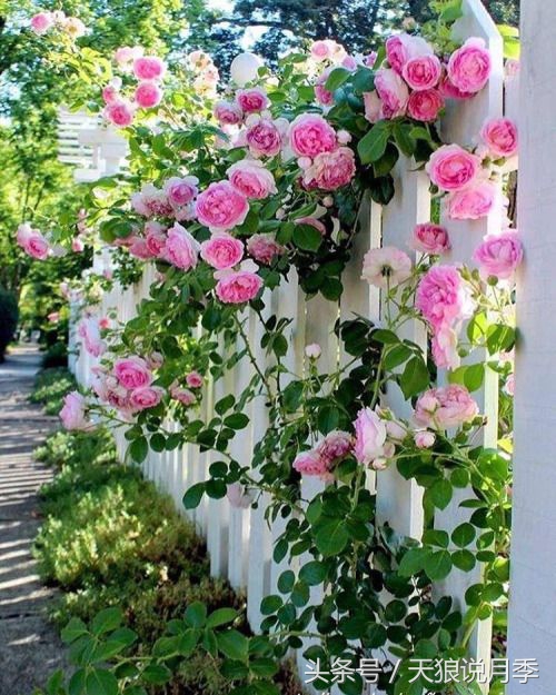 我遇到人生最大的坎坷我该怎么办,种花遇到的问题