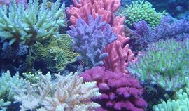 宝石种类保养多多，哪个更值钱？