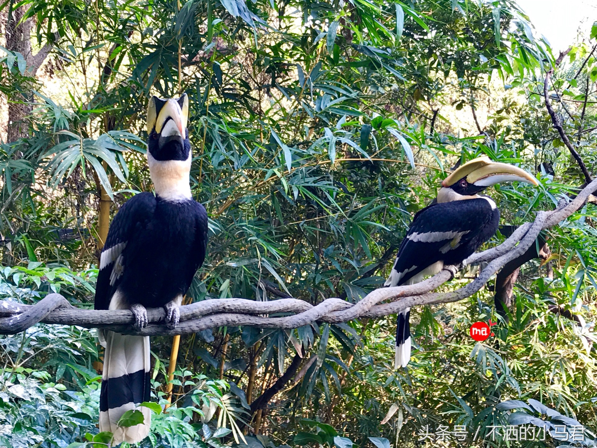 长隆野生动物园3天2晚亲子游,广州长隆野生动物园亲子游攻略