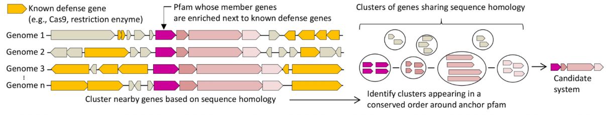 细菌的crispr免疫系统,crispr在细菌中的应用