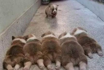 小升初家长眼中的精英中学,昆明长城中学初升高