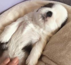 健康|狗妈妈生宝宝～产前、产后护理指导