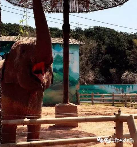 沈阳五一亲子游去哪玩,五一沈阳游玩攻略带孩子沈阳市内