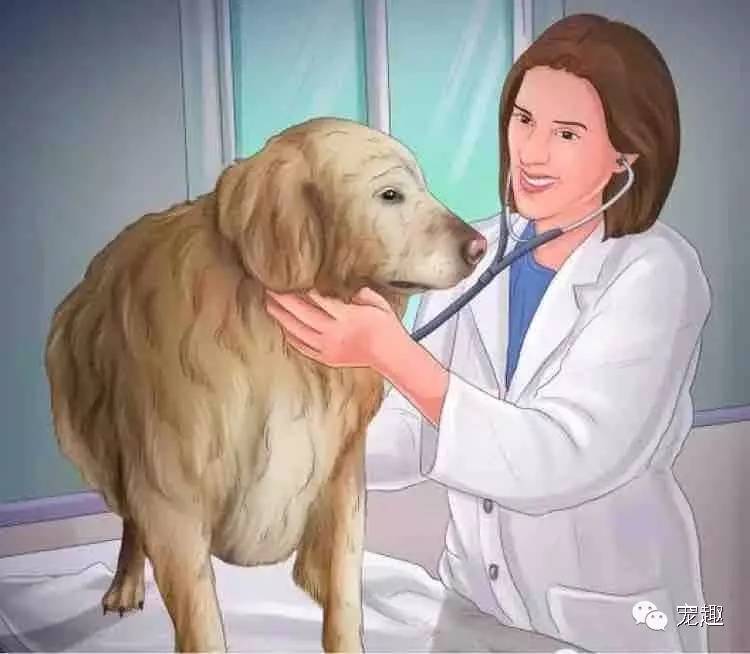 健康|狗妈妈生宝宝～产前、产后护理指导