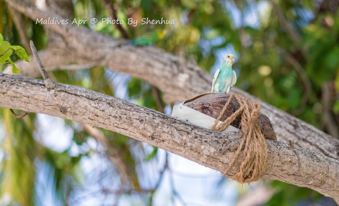马尔代夫蓝色美人蕉岛,马尔代夫蓝色美人蕉旅游攻略