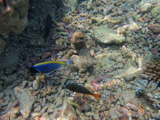 马尔代夫蓝色美人蕉旅游攻略,马尔代夫蓝色美人蕉岛攻略