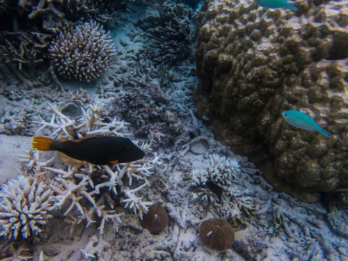 马尔代夫蓝色美人蕉岛,马尔代夫蓝色美人蕉旅游攻略