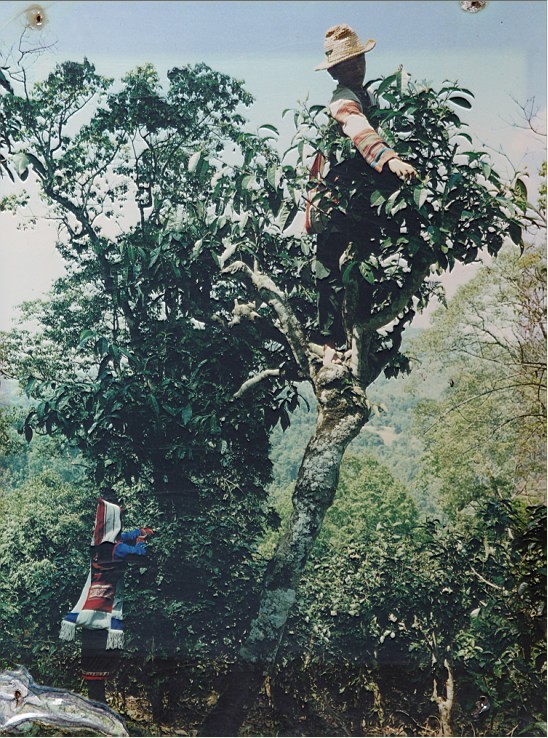 基诺山茶山徒步,六大古茶山之首