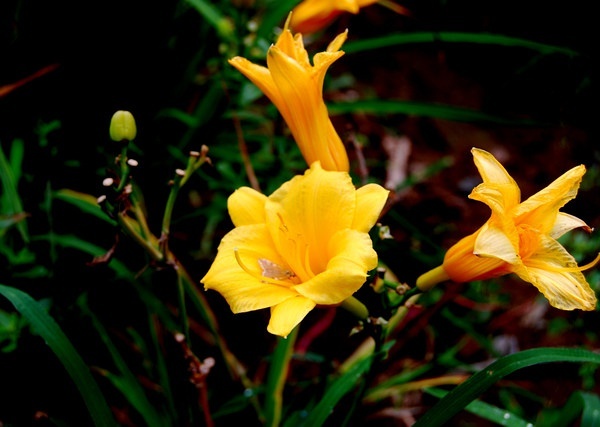 问诗取经|幽谷石竹可怜，北堂萱草忘忧