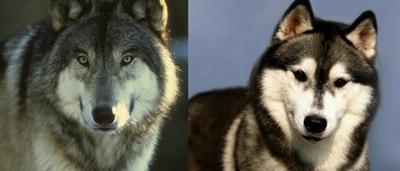 二货哈士奇是怎么来的？难道真是狼和狗OOXX...生的？！