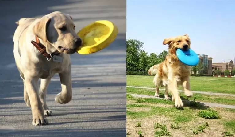 狗狗最爱玩的室外玩具,狗狗最喜欢玩的玩具是什么