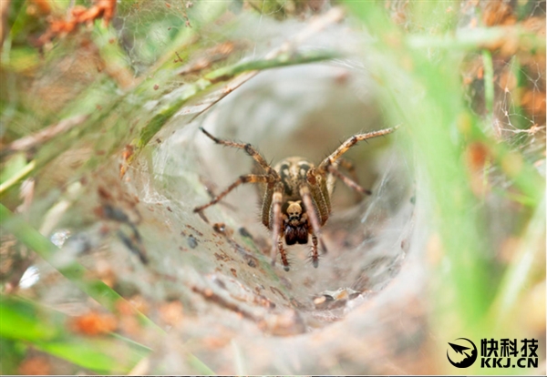 地球上最毒的15种动物,世界上最毒的动物排行