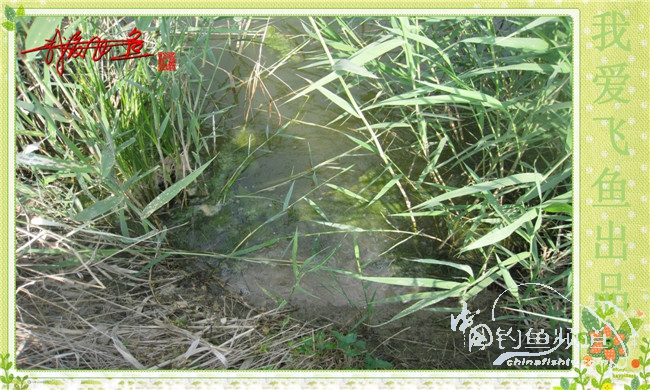 我爱飞鱼初探新钓点