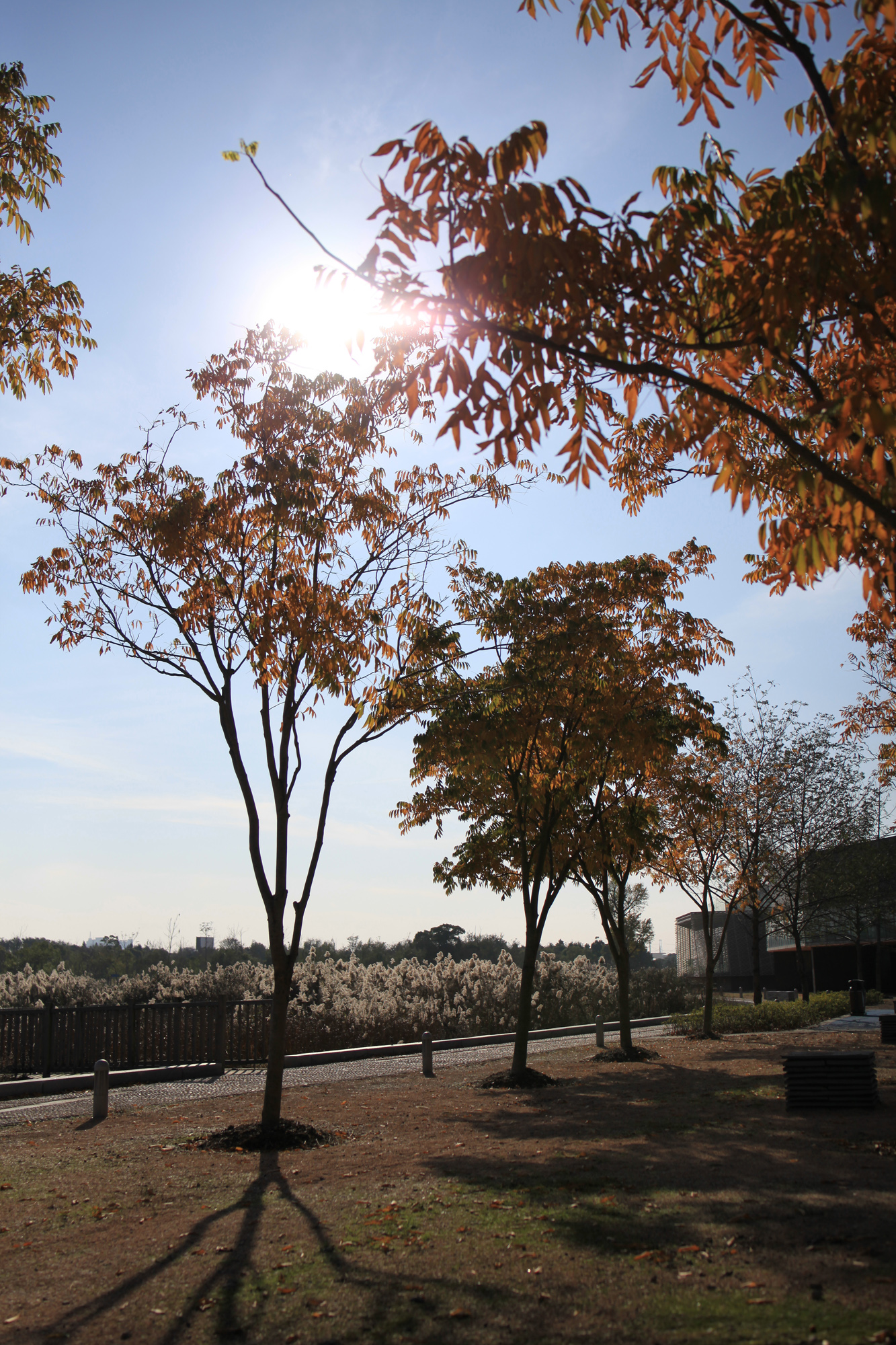 腾龙将要出的新镜头会是什么规格 (腾龙新旧镜头对比)