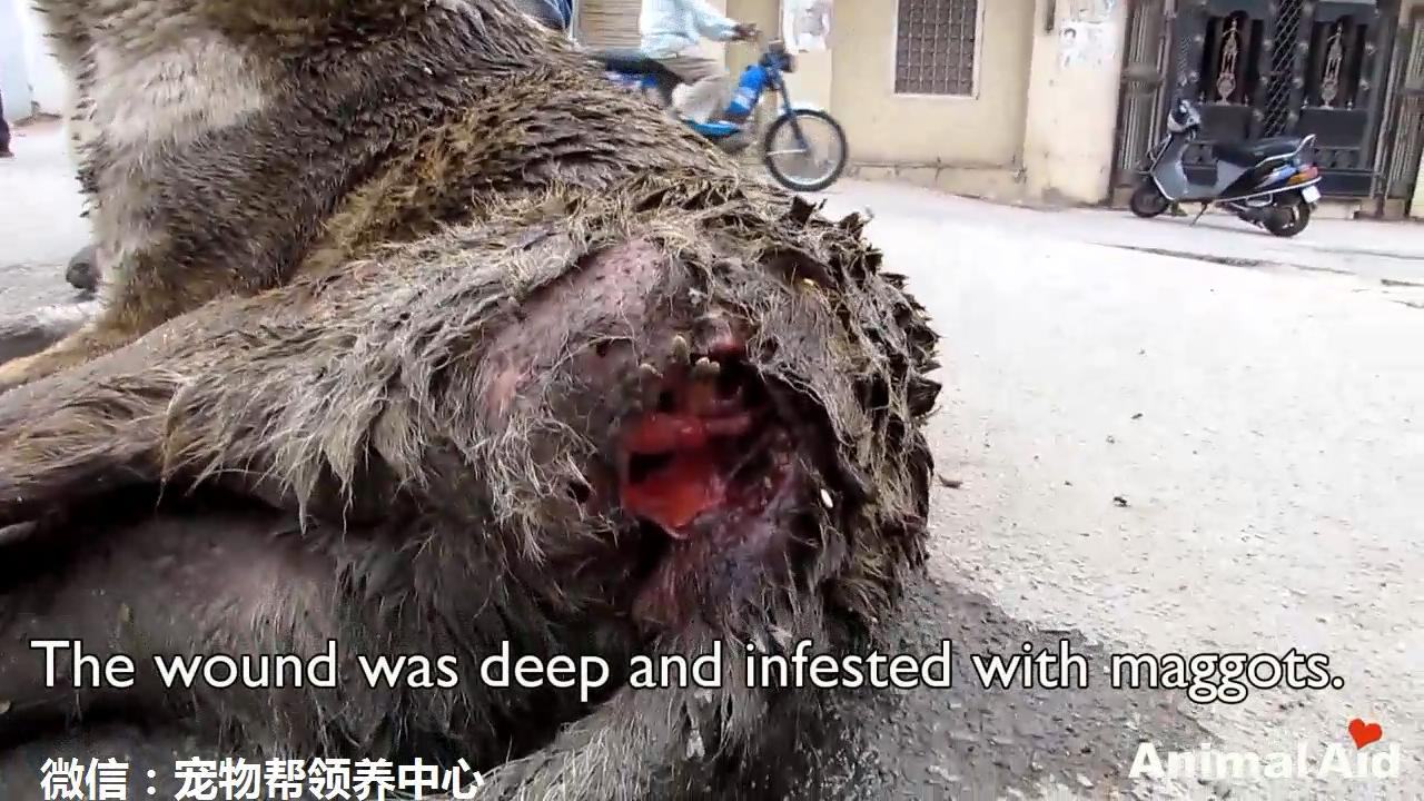 这只流浪狗屁股溃烂长蛆,快要自我放弃时这些人的到来让它重生