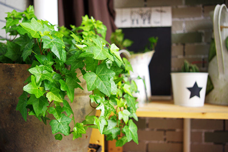 家具有味道怎么处理比较快,木制家具味道大怎么去味