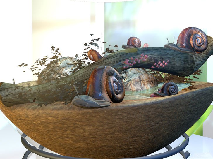 在家里怎么养蜗牛宠物,宠物蜗牛怎么养