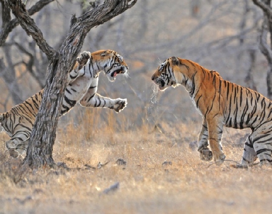 超级本排行榜2021,国产超级游戏本排行榜