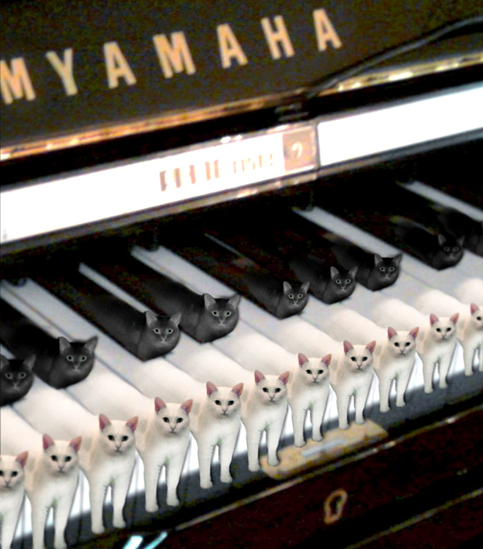 喵星人下楼梯魔性瞬间,被恶搞的喵星人