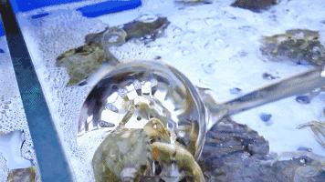 京城最贵海鲜自助餐厅,京城最过瘾的自助餐