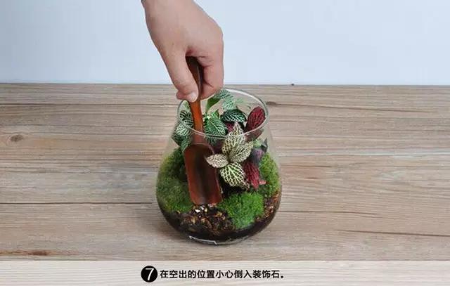 苔藓盆栽制作方法,苔藓植物盆栽制作