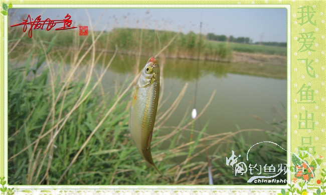 我爱飞鱼初探新钓点