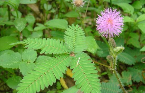 绿植花卉室内摆放实拍,绿植盆栽室内摆放