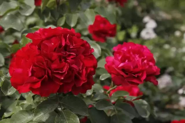 世界首座月季博物馆,月季主题公园月季博物馆