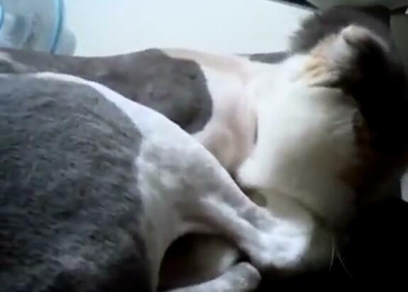 主人怎么叫小猫它才会回应,主人怎样叫猫咪