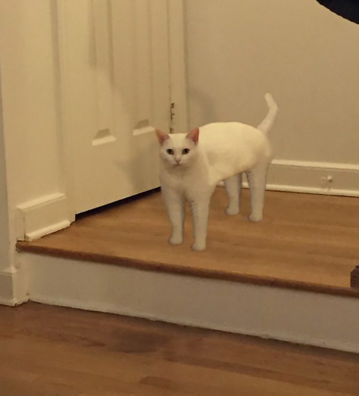 喵星人被恶搞了,喵星人下楼梯