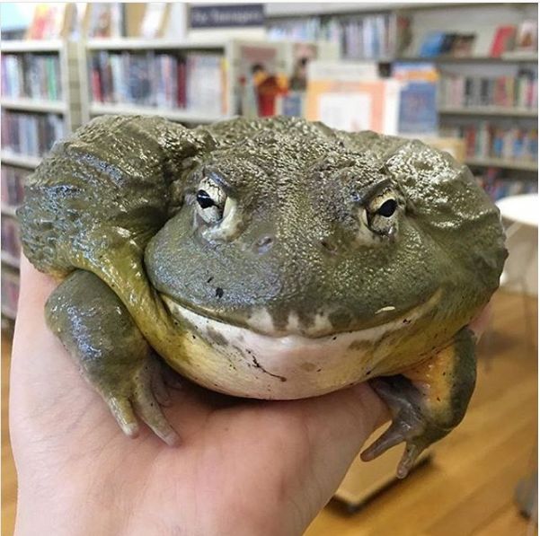 闲着也是闲着｜你的青蛙还没回家？可能去了法国，然后变成了一盘儿菜