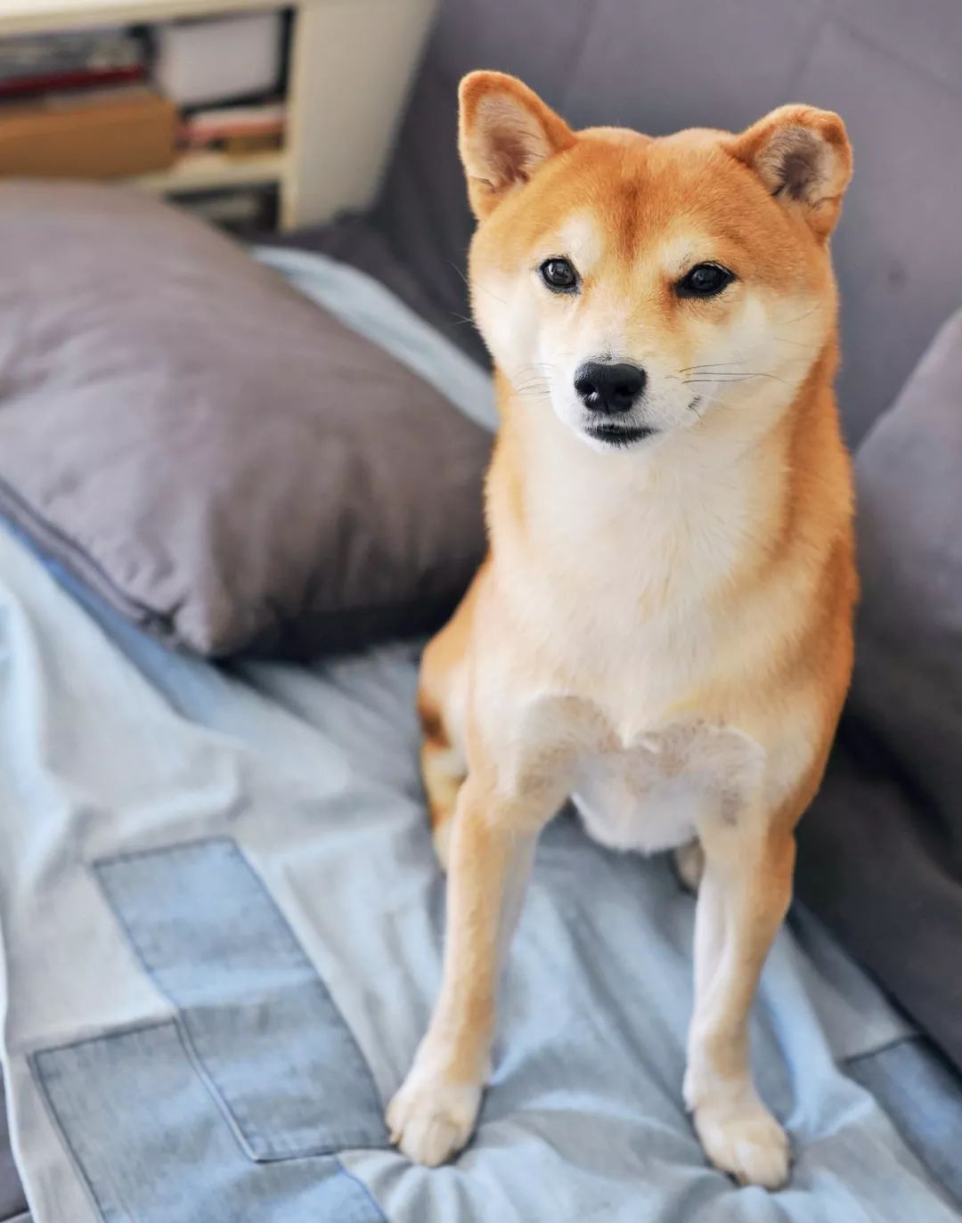 柴犬实测7款玩具：网络上的热门款玩具适合它玩耍吗？