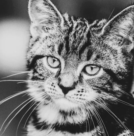 屋里发现一只蜘蛛,屋子里发现蜘蛛