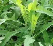 新疆南疆野生动物图片,南疆常见绿化植物