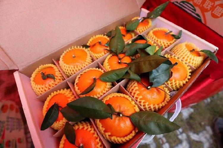 广西武鸣沃柑今年有多少,广西武鸣沃柑推向全国