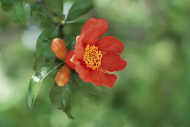 记忆里的那些花儿｜石榴花开，生如夏花之绚烂