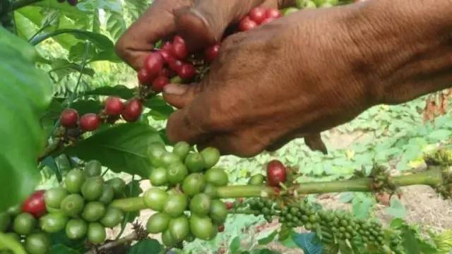 咖啡师入门必看的咖啡知识,精品咖啡学中咖啡的基本知识