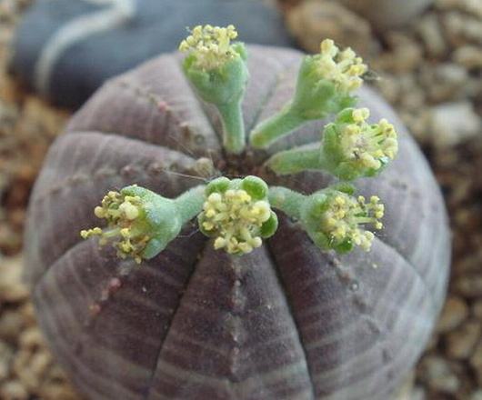 划划手机养养眼，让多肉美拍缓解你的疲劳，静下来明天再出发！